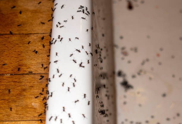 Best Best Pest Control Companies  in Hart, MI