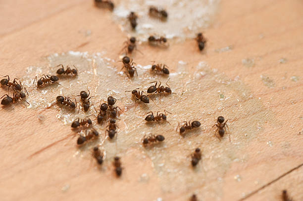 Best Pest Control Near Me  in Hart, MI