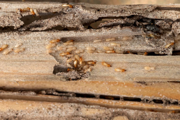 Best Wildlife Control Services  in Hart, MI